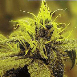 Sagarmatha Seeds - Honolulu Haze